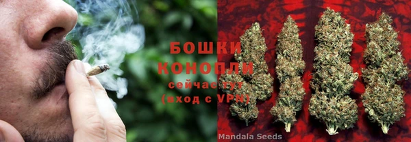 прущие грибы Новочеркасск
